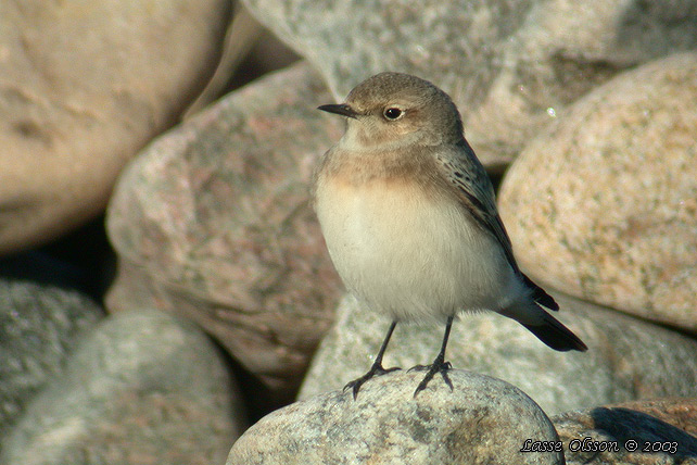 NUNNESTENSKVTTA / PIED WHEATEAR (Oenanthe pleschanka)