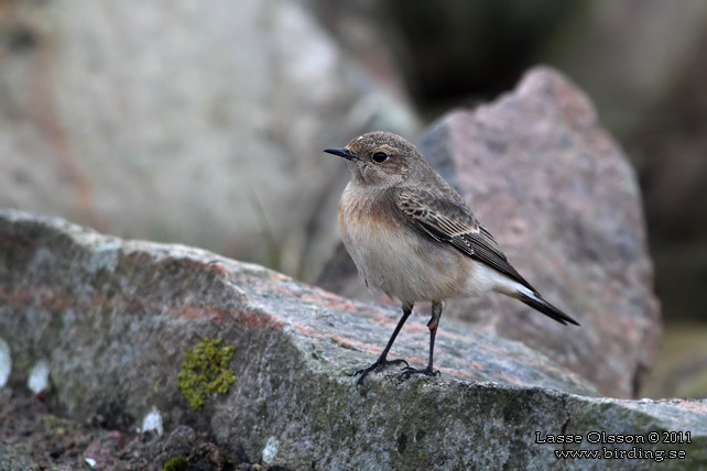 NUNNESTENSKVÄTTA / PIED WHEATEAR (Oenanthe pleschanka) - stor bild / full size