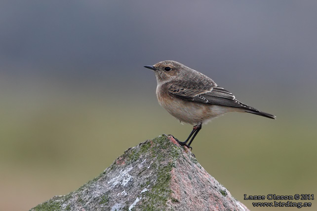 NUNNESTENSKVÄTTA / PIED WHEATEAR (Oenanthe pleschanka) - stor bild / full size