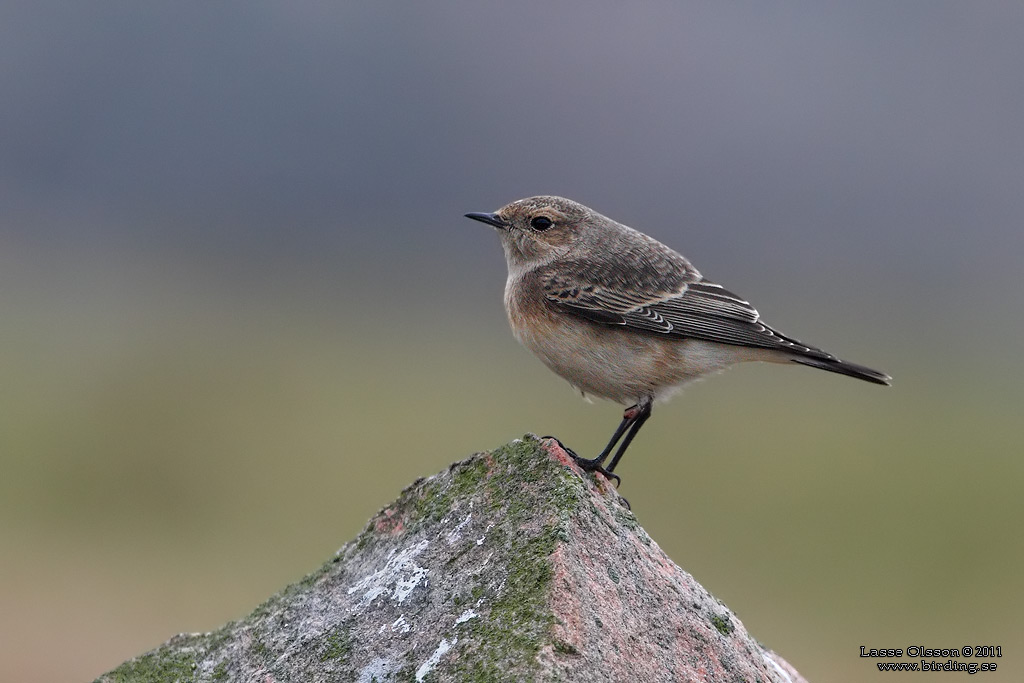 NUNNESTENSKVÄTTA / PIED WHEATEAR (Oenanthe pleschanka) - Stäng / Close