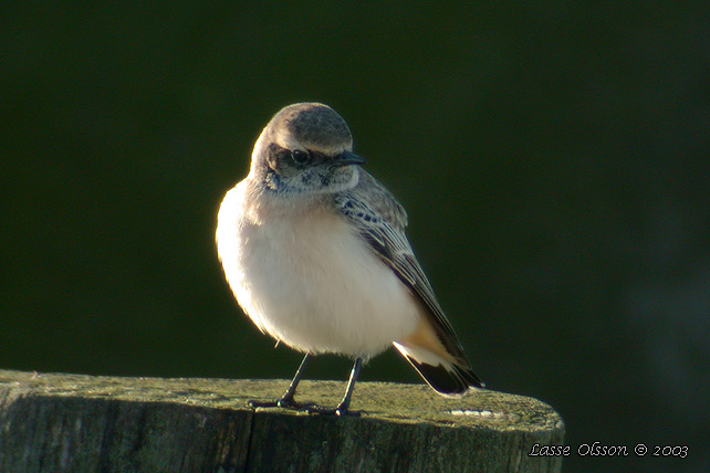 NUNNESTENSKVTTA / PIED WHEATEAR (Oenanthe pleschanka)