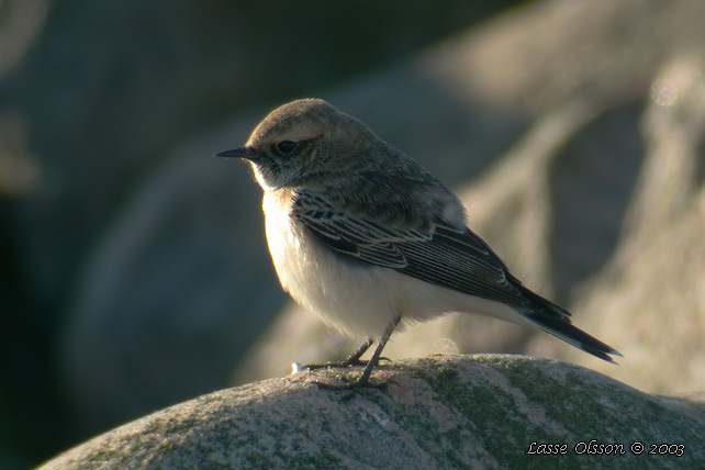 NUNNESTENSKVTTA / PIED WHEATEAR (Oenanthe pleschanka)