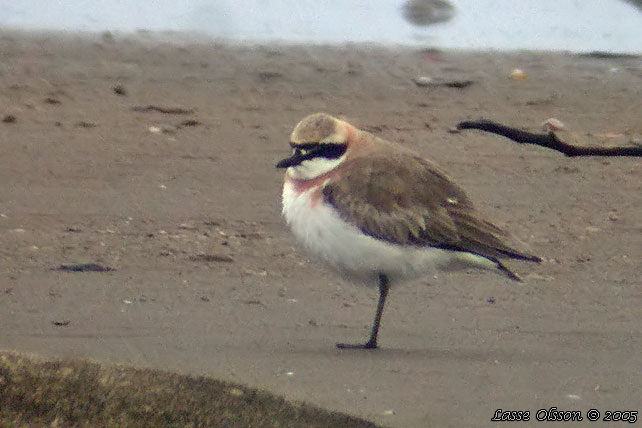 KENPIPARE / GREATER SAND PLOVER (Charadrius leschenaultii)