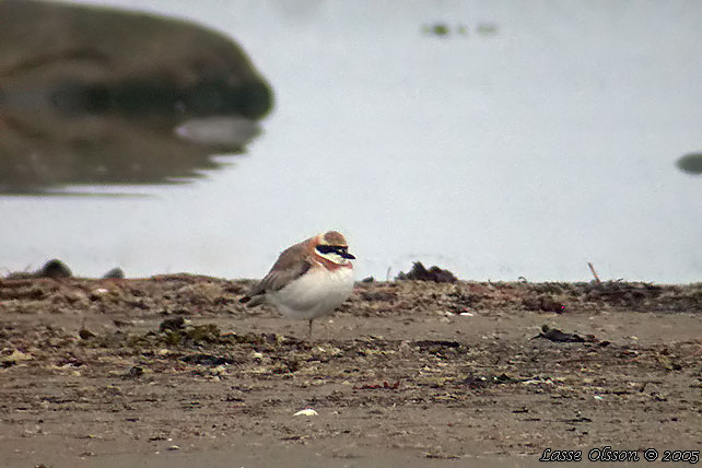 KENPIPARE / GREATER SAND PLOVER (Charadrius leschenaultii)