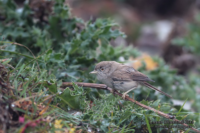 ÖKENSÅNGARE / ASIAN DESERT WARBLER (Curruca nana) - STOR BILD / FULL SIZE