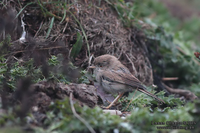 ÖKENSÅNGARE / ASIAN DESERT WARBLER (Curruca nana) - STOR BILD / FULL SIZE