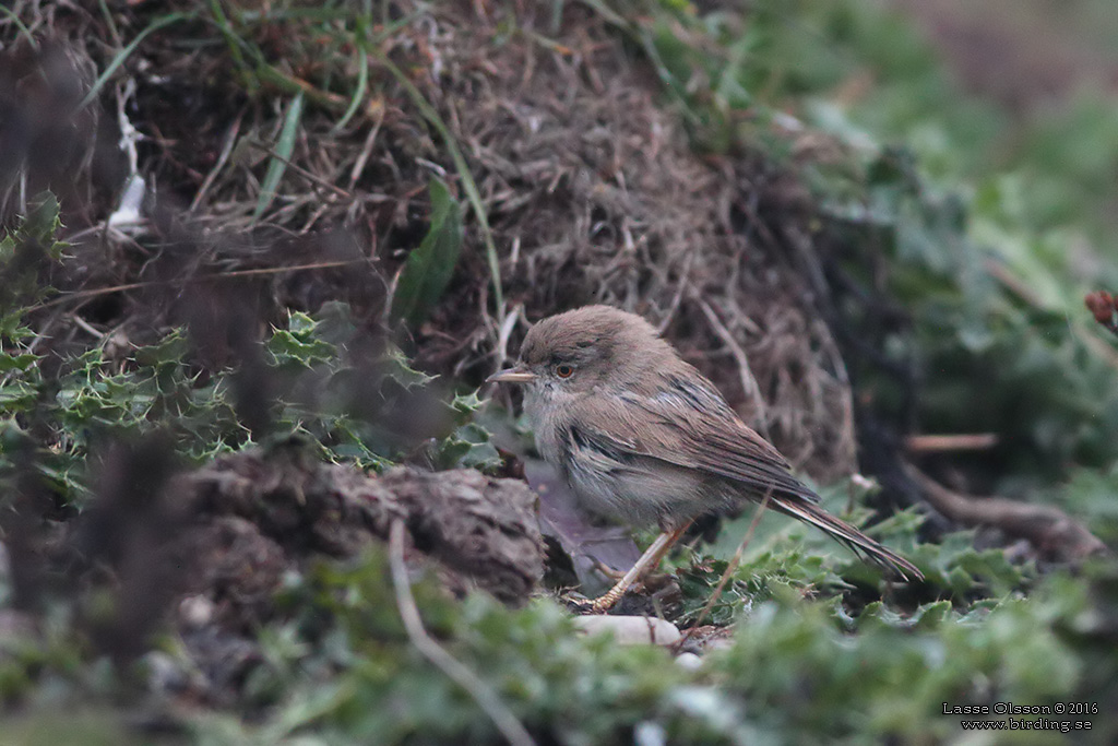 KENSNGARE / ASIAN DESERT WARBLER (Curruca nana) - Stng / Close