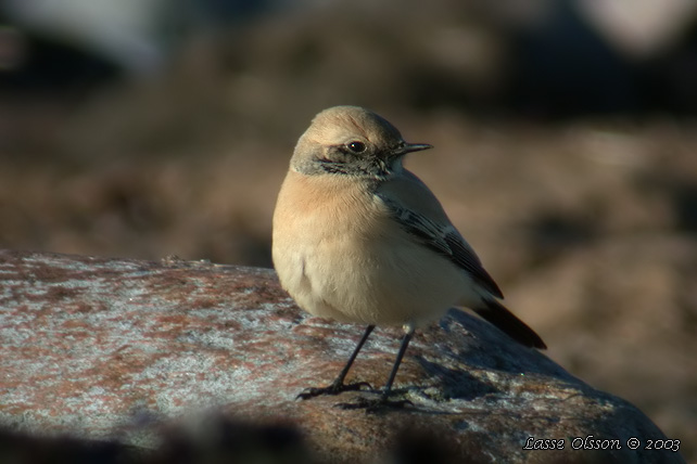 KENSTENSKVTTA / DESERT WHEATEAR (Oenanthe deserti)