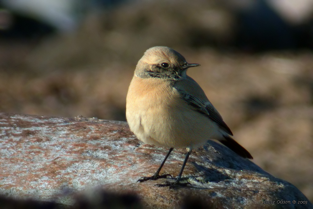 KENSTENSKVTTA / DESERT WHEATEAR (Oenanthe deserti) - Stng / Close