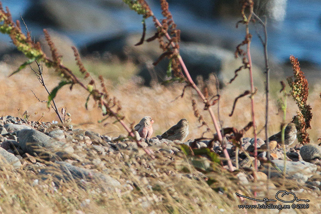 KENTRUMPETARE / TRUMPETER FINCH (Bucanetes githangineus) - stor bild/ full size