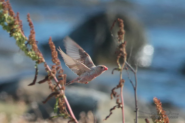 KENTRUMPETARE / TRUMPETER FINCH (Bucanetes githangineus) - stor bild/ full size