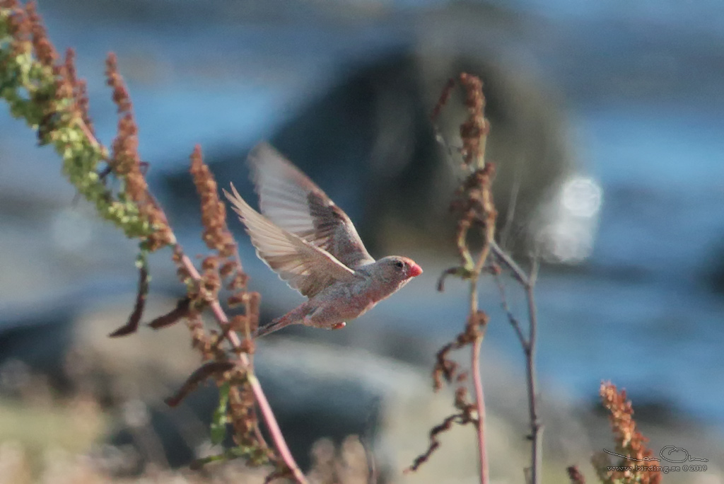 KENTRUMPETARE / TRUMPETER FINCH (Bucanetes githangineus) - Stäng / Close