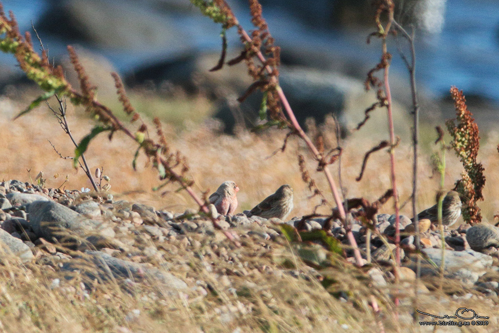 KENTRUMPETARE / TRUMPETER FINCH (Bucanetes githangineus) - Stäng / Close