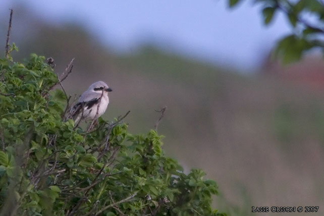 KENVARFGEL / SOUTHERN GREY SHRIKE (Lanius meridionalis) - stor bild / full size