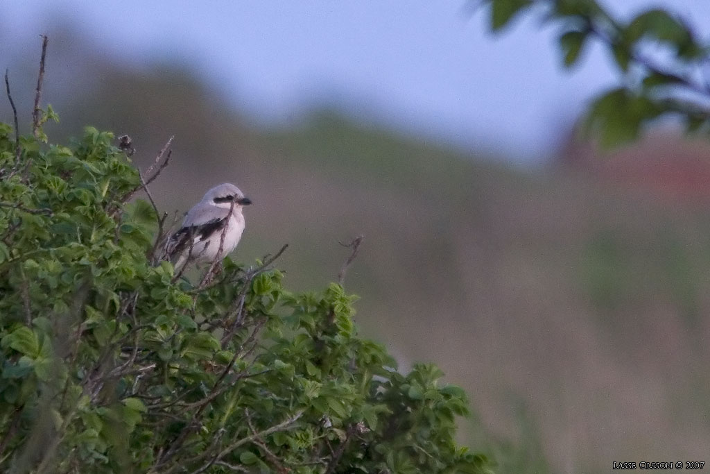 KENVARFGEL / SOUTHERN GREY SHRIKE (Lanius meridionalis) - Stng / Close