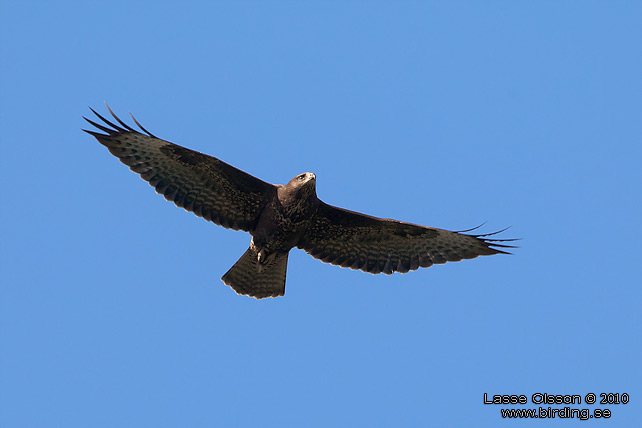 ORMVRK / COMMON BUZZARD (Buteo buteo) - stor bild / full size