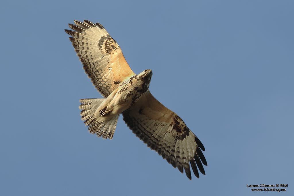 ORMVRK / COMMON BUZZARD (Buteo buteo) - Stng / Close