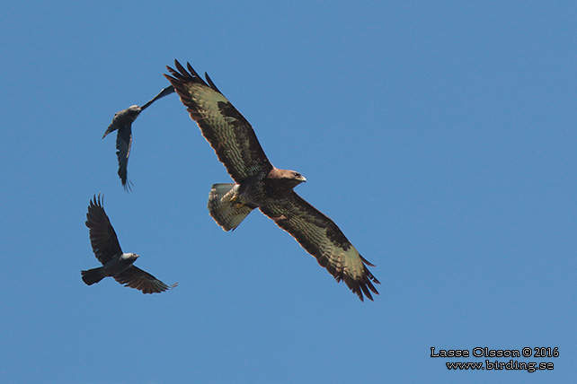 ORMVRÅK / COMMON BUZZARD (Buteo buteo) - stor bild / full size