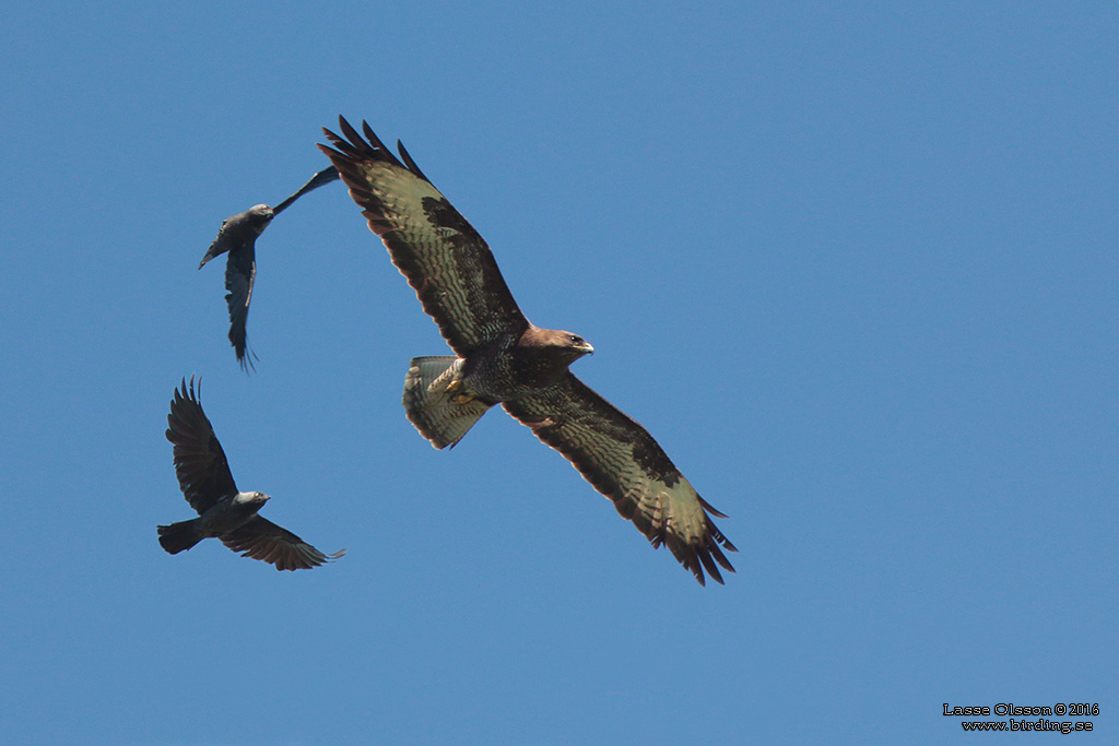 ORMVRK / COMMON BUZZARD (Buteo buteo) - Stng / Close