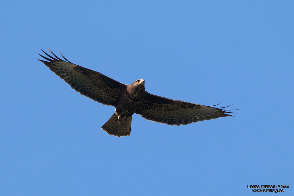 ORMVRK / COMMON BUZZARD (Buteo buteo) - Stng / Close