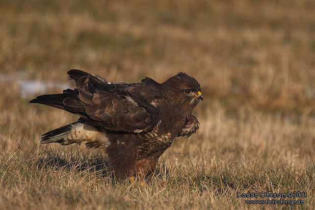 ORMVRÅK / COMMON BUZZARD (Buteo buteo) - stor bild / full size