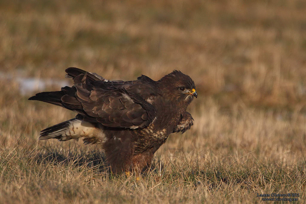 ORMVRK / COMMON BUZZARD (Buteo buteo) - Stng / Close