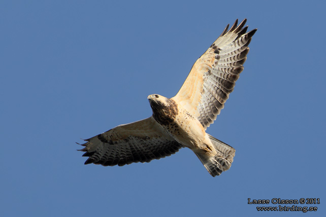 ORMVRÅK / COMMON BUZZARD (Buteo buteo) - stor bild / full size