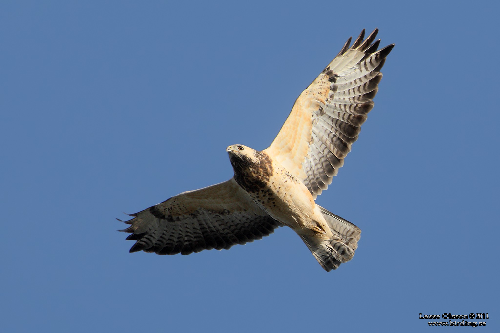 ORMVRK / COMMON BUZZARD (Buteo buteo) - Stng / Close