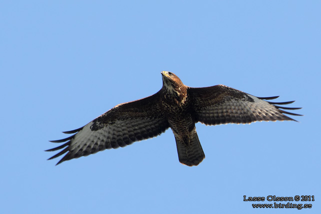 ORMVRÅK / COMMON BUZZARD (Buteo buteo) - stor bild / full size