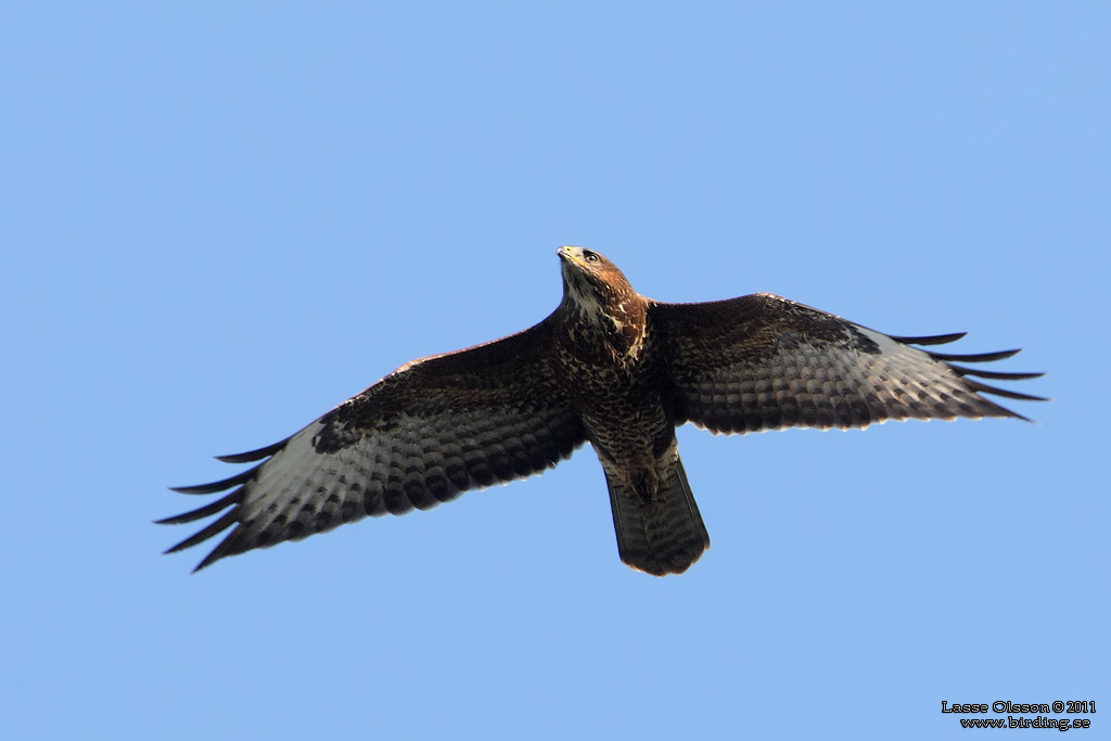 ORMVRK / COMMON BUZZARD (Buteo buteo) - Stng / Close