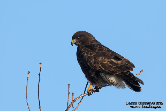 ORMVRÅK / COMMON BUZZARD (Buteo buteo) - stor bild / full size