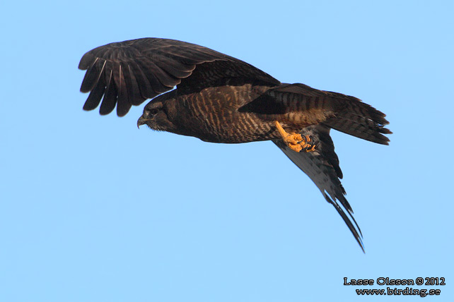 ORMVRÅK / COMMON BUZZARD (Buteo buteo) - stor bild / full size