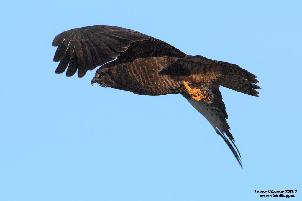 ORMVRK / COMMON BUZZARD (Buteo buteo) - Stng / Close