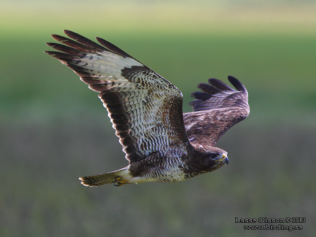 ORMVRÅK / COMMON BUZZARD (Buteo buteo) - stor bild / full size