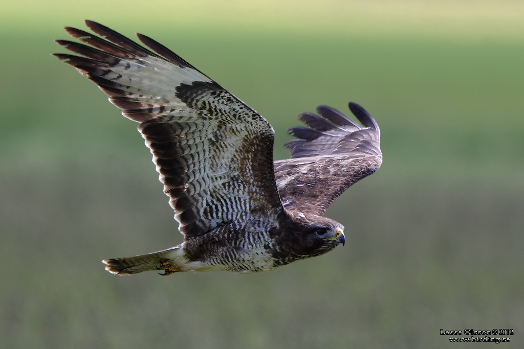 ORMVRK / COMMON BUZZARD (Buteo buteo) - Stng / Close