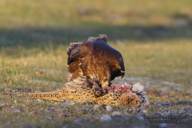 ORMVRÅK / COMMON BUZZARD (Buteo buteo) - stor bild / full size