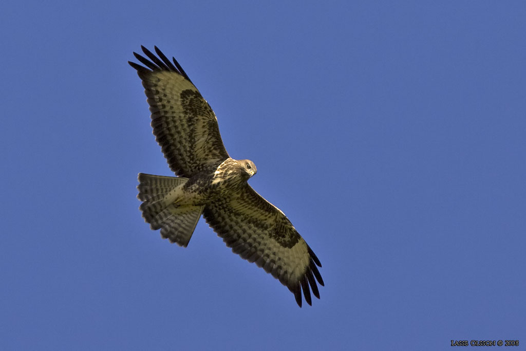 ORMVRK / COMMON BUZZARD (Buteo buteo) - Stng / Close