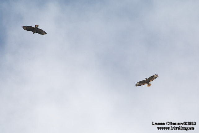 ÖRNVRÅK / LONG-LEGGED BUZZARD (Buteo rufinus) - stor bild / full size