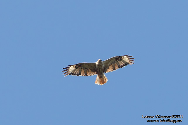 ÖRNVRÅK / LONG-LEGGED BUZZARD (Buteo rufinus) - stor bild / full size