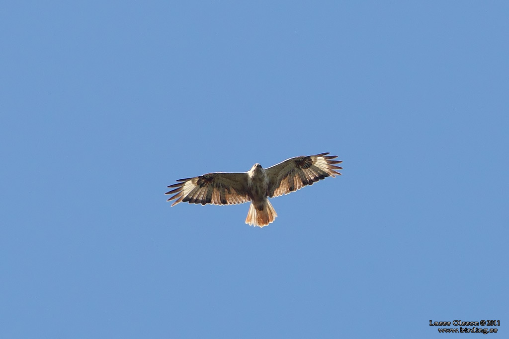 ÖRNVRÅK / LONG-LEGGED BUZZARD (Buteo rufinus) - Stäng / Close