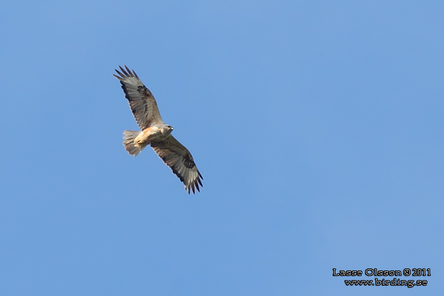 ÖRNVRÅK / LONG-LEGGED BUZZARD (Buteo rufinus) - stor bild / full size