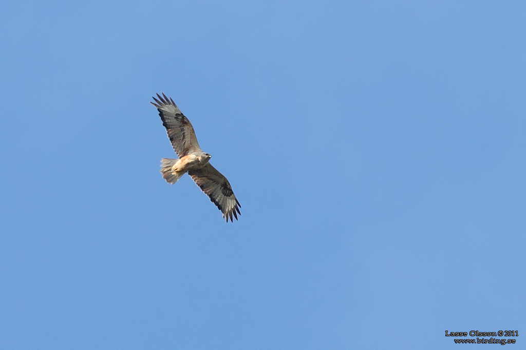 ÖRNVRÅK / LONG-LEGGED BUZZARD (Buteo rufinus) - Stäng / Close