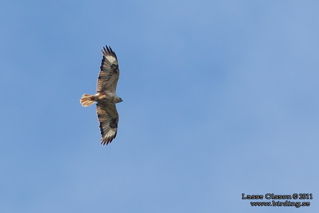 ÖRNVRÅK / LONG-LEGGED BUZZARD (Buteo rufinus) - stor bild / full size