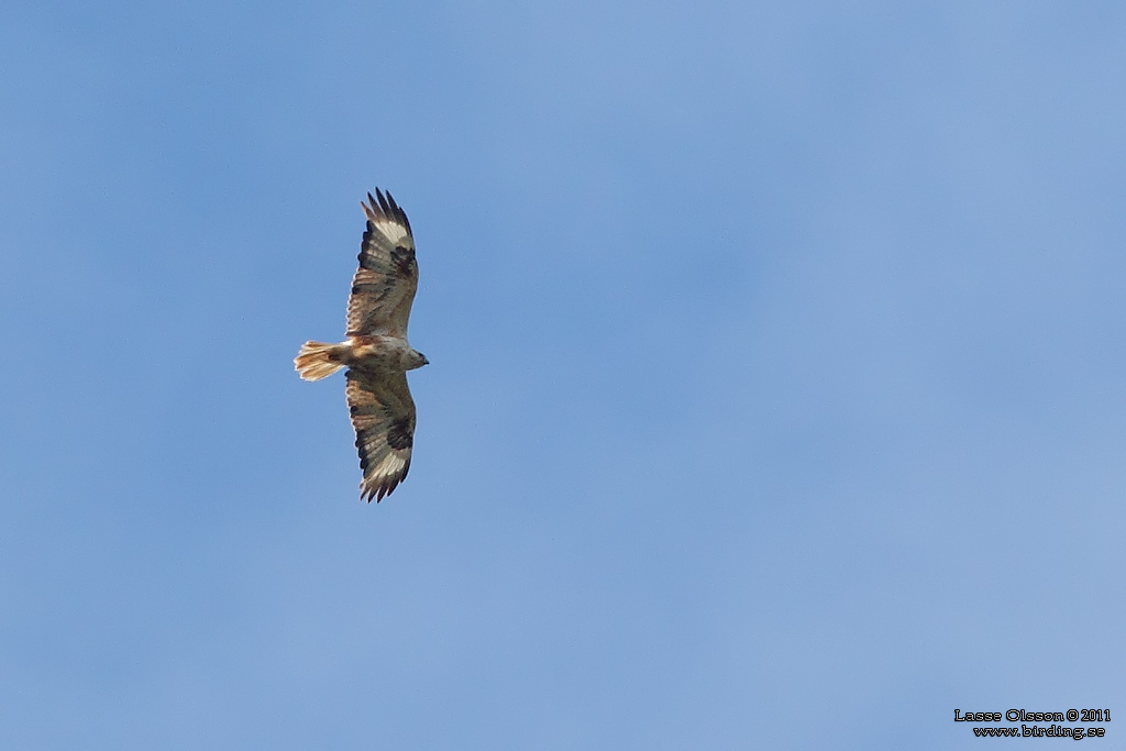 ÖRNVRÅK / LONG-LEGGED BUZZARD (Buteo rufinus) - Stäng / Close