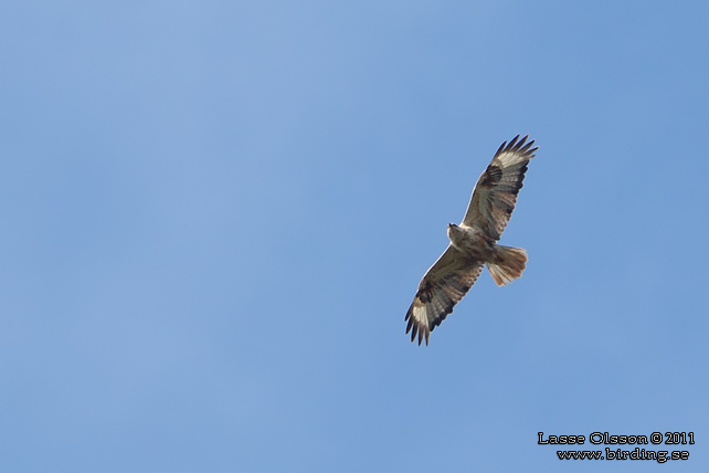 ÖRNVRÅK / LONG-LEGGED BUZZARD (Buteo rufinus) - stor bild / full size