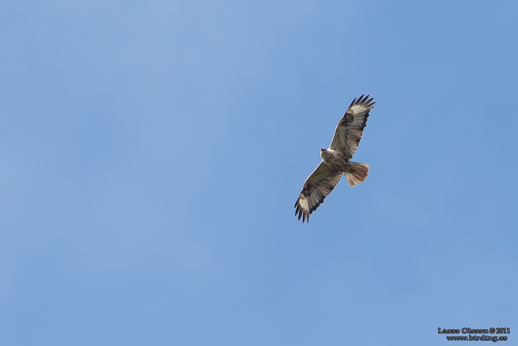 ÖRNVRÅK / LONG-LEGGED BUZZARD (Buteo rufinus) - Stäng / Close