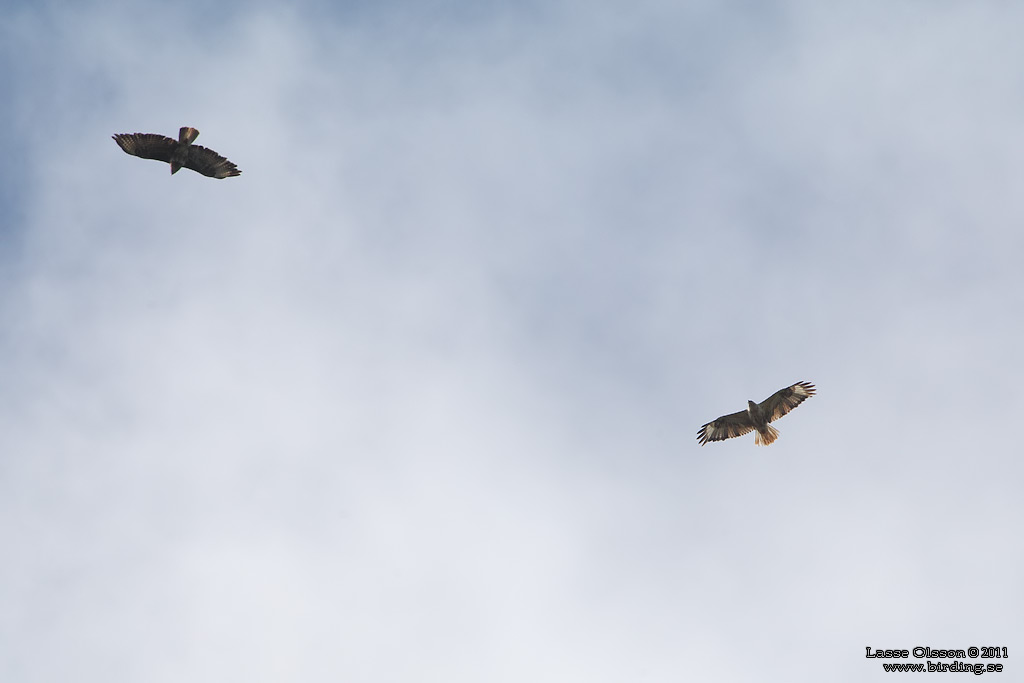 ÖRNVRÅK / LONG-LEGGED BUZZARD (Buteo rufinus) - Stäng / Close