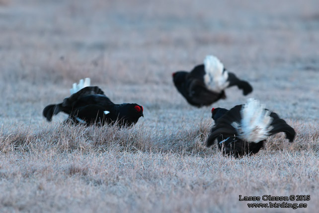 ORRE / BLACK GROUSE (Lyrurus tetrax)