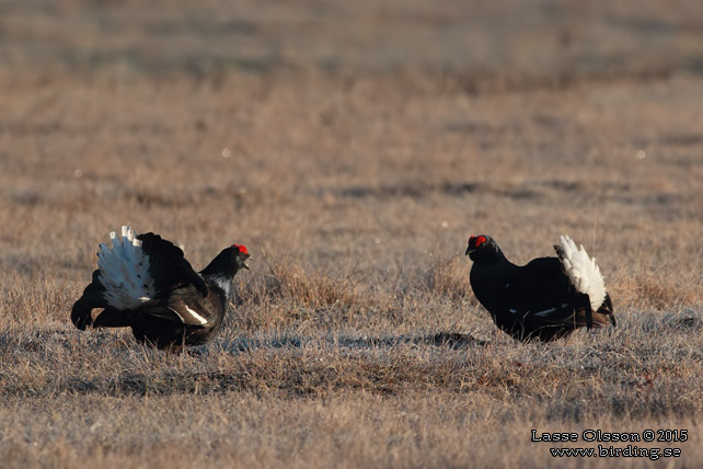 ORRE / BLACK GROUSE (Lyrurus tetrax)