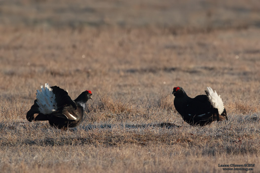 ORRE / BLACK GROUSE (Lyrurus tetrax) - Stäng / Close